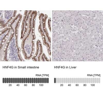 <b>Orthogonal Strategies Validation. </b>Immunohistochemistry-Paraffin: HNF-4 gamma/NR2A2 Antibody [NBP1-82531] - Staining in human small intestine and liver tissues using anti-HNF4G antibody. Corresponding HNF4G RNA-seq data are presented for the same tissues.