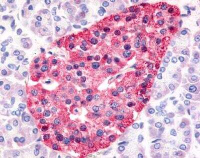 Immunohistochemistry-Paraffin: HNF-4 gamma/NR2A2 Antibody [NLS5162] - Analysis of anti-HNF4G / HNF4 Gamma antibody with pancreas, Islet of Langerhans.