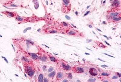 Immunohistochemistry-Paraffin HNF-4 gamma/NR2A2 Antibody - BSA Free