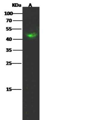 Western Blot: HNF-4 gamma/NR2A2 Antibody [NBP2-98898] - Lane A: Mouse spleen tissue lysate Lysates/proteins at 30 ug per lane.SecondaryGoat Anti- Rabbit  IgG H&L (Dylight 800)  at 1/10000 dilution.Developed using the Odyssey technique. Performed under reducing conditions.Predicted band size:46 kDaObserved band size:46 kDa