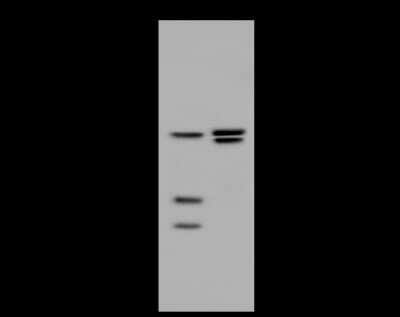Western Blot: HNF-4 gamma/NR2A2 Antibody [NBP2-98899] - Anti-HNF-4 gamma/NR2A2 rabbit polyclonal antibody at 1:500 dilution. Lane A: Mouse stomach tissue Lysate. Lane B: Mouse spleen tissue lysate. Lysates/proteins at 30 ug per lane. Secondary Goat Anti-Rabbit IgG (H+L)/HRP at 1/10000 dilution. Developed using the ECL technique. Performed under reducing conditions. Predicted band size: 46 kDa. Observed band size: 45 kDa