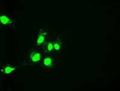 Immunocytochemistry/Immunofluorescence: HNF-6/ONECUT1 Antibody (OTI4F12) - Azide and BSA Free [NBP2-70906] - Staining of COS7 cells transiently transfected by pCMV6-ENTRY HNF6.