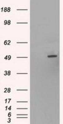 Western Blot: HNF-6/ONECUT1 Antibody (OTI4F12) - Azide and BSA Free [NBP2-70906] - HEK293T cells were transfected with the pCMV6-ENTRY control (Left lane) or pCMV6-ENTRY HNF6 (Right lane) cDNA for 48 hrs and lysed. Equivalent amounts of cell lysates (5 ug per lane) were separated by SDS-PAGE and immunoblotted with anti-HNF6.