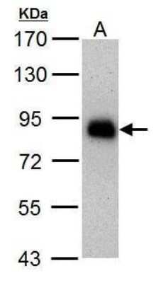 Western Blot: HNF1 Antibody (4110) [NBP2-43652] - Analysis of 30 ug whole cell lysate. A: HepG2 7.5% SDS PAGE diluted at 1:1000.