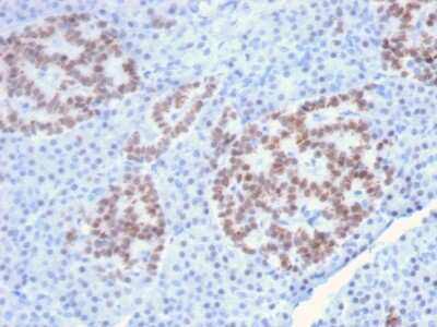 Immunohistochemistry-Paraffin: HNF1 Antibody (HNF1A/2087) [NBP2-79777] - Formalin-fixed, paraffin-embedded human Pancreas stained with HNF1 Antibody (HNF1A/2087).