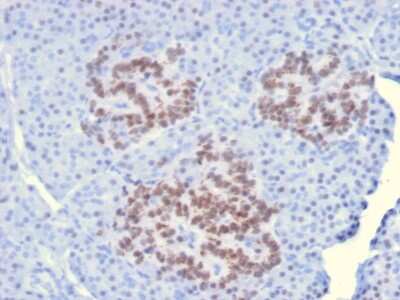 Immunohistochemistry-Paraffin: HNF1 Antibody (HNF1A/2087) [NBP2-79777] - Formalin-fixed, paraffin-embedded human Pancreas stained with HNF1 Antibody (HNF1A/2087).