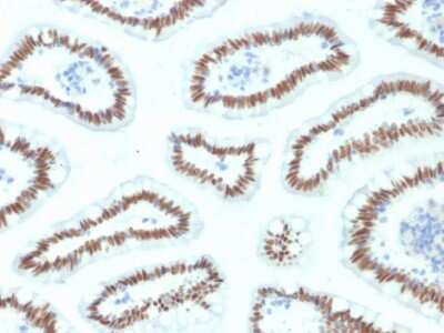 Immunohistochemistry-Paraffin: HNF1 Antibody (HNF1A/2087) [NBP2-79777] - Formalin-fixed, paraffin-embedded human Small Intestine stained with HNF1 Antibody (HNF1A/2087).