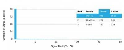 Protein Array: HNF1 Antibody (HNF1A/2087) [NBP2-79777] - Analysis of Protein Array containing more than 19,000 full-length human proteins using HNF1 Antibody (HNF1A/2087). Z- and S- Score: The Z-score represents the strength of a signal that a monoclonal antibody (MAb) (in combination with a fluorescently-tagged anti-IgG secondary antibody) produces when binding to a particular protein on the HuProt(TM) array. Z-scores are described in units of standard deviations (SD's) above the mean value of all signals generated on that array. If targets on HuProt(TM) are arranged in descending order of the Z-score, the S-score is the difference (also in units of SD's) between the Z-score. S-score therefore represents the relative target specificity of a MAb to its intended target. A MAb is considered to specific to its intended target, if the MAb has an S-score of at least 2.5.