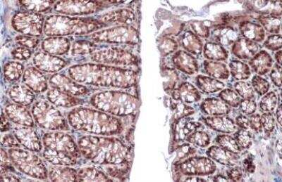 Immunohistochemistry-Paraffin: HNF1 Antibody [NBP1-33596] -  detects HNF1 alpha protein at nucleus by immunohistochemical analysis.Sample: Paraffin-embedded mouse colon.HNF1 alpha stained by HNF1 alpha antibody [N1N3] diluted at 1:500.Antigen Retrieval: Citrate buffer, pH 6.0, 15 min