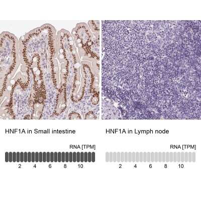 Immunohistochemistry-Paraffin: HNF1 Antibody [NBP2-38243] - Staining in human small intestine and lymph node tissues . Corresponding HNF1A RNA-seq data are presented for the same tissues.