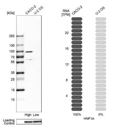 <b>Orthogonal Strategies Validation. </b>Western Blot: HNF1 Antibody [NBP2-38243] - Analysis in human cell lines Caco-2 and U2OS using anti-HNF1A antibody. Corresponding HNF1A RNA-seq data are presented for the same cell lines. Loading control: anti-GAPDH.