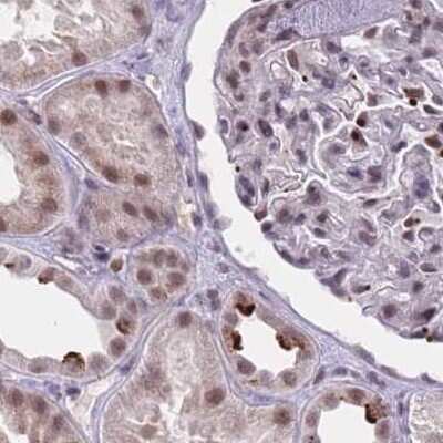 Immunohistochemistry-Paraffin: HNRNPUL1 Antibody [NBP2-47431] - Staining of human kidney.