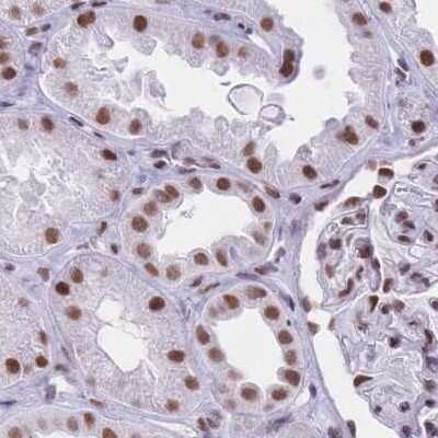 Immunohistochemistry-Paraffin: HNRNPUL1 Antibody [NBP2-47432] - Staining of human kidney.