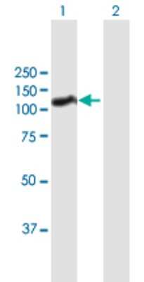 Western Blot: HNRNPUL1 Antibody [H00011100-B01P] - Analysis of HNRNPUL1 expression in transfected 293T cell line by HNRNPUL1 polyclonal antibody.  Lane 1: HNRPUL1 transfected lysate(90.30 KDa). Lane 2: Non-transfected lysate.
