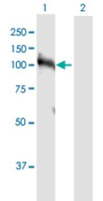 Western Blot: HNRNPUL1 Antibody [H00011100-D01P] - Analysis of HNRNPUL1 expression in transfected 293T cell line by HNRNPUL1 polyclonal antibody.Lane 1: HNRPUL1 transfected lysate(90.30 KDa).Lane 2: Non-transfected lysate.