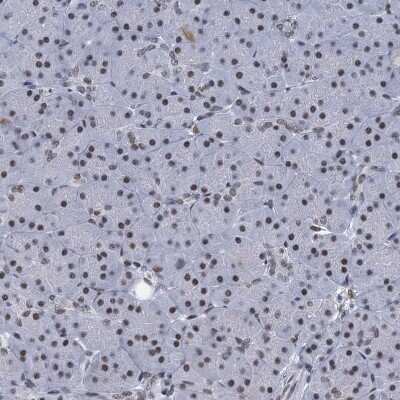 Immunohistochemistry-Paraffin: HNRNPUL2 Antibody [NBP1-92001] - Staining of human pancreas shows very weak nuclear positivity in exocrine glandular cells.