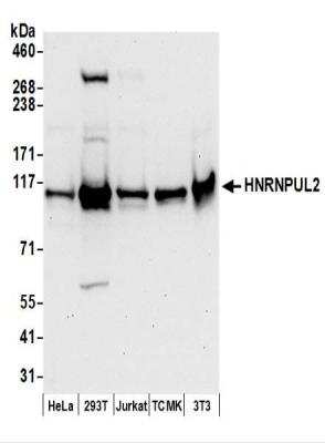 Western Blot: HNRNPUL2 Antibody [NBP2-37687] - Whole cell lysate (50 ug) from HeLa, 293T, Jurkat, mouse TCMK-1, and mouse NIH3T3 cells prepared using NETN lysis buffer.   Affinity purified rabbit anti-HNRNPUL2 antibody used for WB at 0.1 ug/ml.  Detection: Chemiluminescence with an exposure time of 30 seconds.