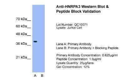 Western Blot: HNRPA3 Antibody [NBP1-80486] - Sample Tissue: Jurkat, Lane A: Primary Antibody, Lane B: Primary Antibody + Blocking Peptide, Primary Antibody Concentration: 0.625ug/mL, Peptide Concentration: 1.0ug/mL, Lysate Quantity: 25ug/lane, Gel Concentration: 12%