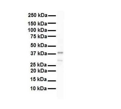 Western Blot: HNRPA3 Antibody [NBP1-80486] - Antibody  Titration: 1 ug/ml Human 721_B.