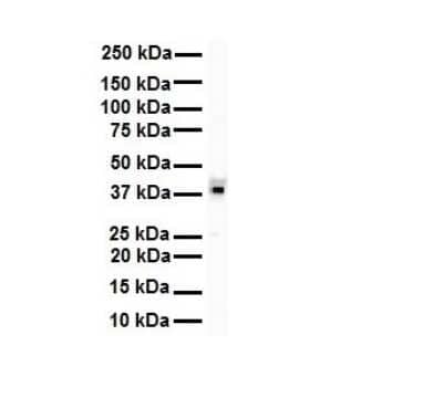 Western Blot: HNRPA3 Antibody [NBP1-80486] - Antibody  Titration: 1 ug/ml Human Daudi.