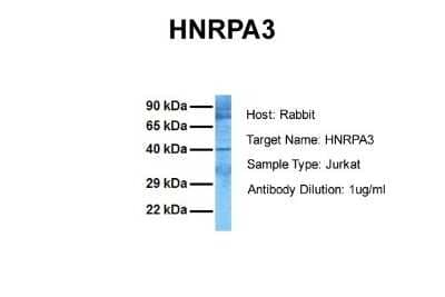 Western Blot: HNRPA3 Antibody [NBP1-80486] - Sample Tissue: Human Jurkat Antibody Dilution: 1.0 ug/ml