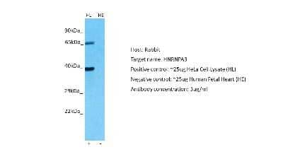 Western Blot HNRPA3 Antibody