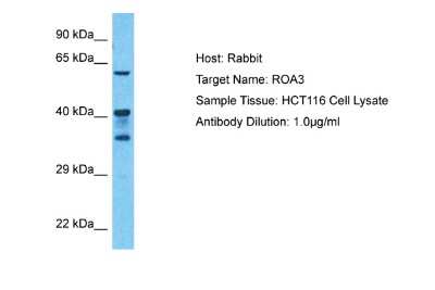 Western Blot: HNRPA3 Antibody [NBP2-87584] - Host: Rabbit. Target Name: ROA3. Sample Type: HCT116 Whole Cell lysates. Antibody Dilution: 1.0ug/ml