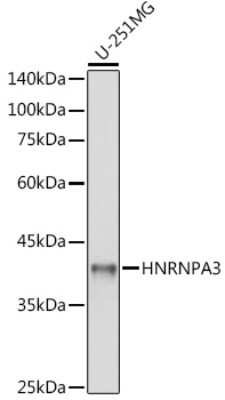 Western Blot: HNRPA3 Antibody [NBP3-15982] - Western blot analysis of extracts of U-251MG cells, using HNRPA3 antibody (NBP3-15982) at 1:1000 dilution. Secondary antibody: HRP Goat Anti-Rabbit IgG (H+L) at 1:10000 dilution. Lysates/proteins: 25ug per lane. Blocking buffer: 3% nonfat dry milk in TBST. Detection: ECL Basic Kit. Exposure time: 1s.