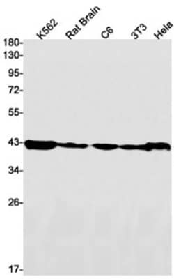 Western Blot: HNRPGT Antibody (S05-2H3) [NBP3-19655] - Western blot detection of HNRPGT in K562, Rat Brain, C6, 3T3, Hela cell lysates using NBP3-19655 (1:1000 diluted). Predicted band size: 43kDa. Observed band size: 43kDa.