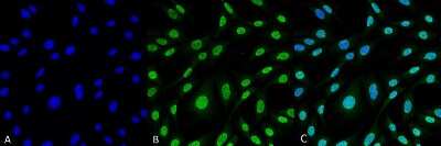 Immunocytochemistry/Immunofluorescence: HO-1/HMOX1/HSP32 Antibody (6B8-2F2) [NBP2-59338] - Immunocytochemistry/Immunofluorescence analysis using Mouse Anti-HO-1/HMOX1/HSP32 (Rat) Monoclonal Antibody, Clone 6B8-2F2 (NBP2-59338). Tissue: Fibroblast cell line (NIH 3T3). Species: Mouse. Fixation: 4% Formaldehyde for 15 min at RT. Primary Antibody: Mouse Anti-HO-1/HMOX1/HSP32 (Rat) Monoclonal Antibody (NBP2-59338) at 1:100 for 60 min at RT. Secondary Antibody: Goat Anti-Mouse ATTO 488 at 1:100 for 60 min at RT. Counterstain: DAPI (blue) nuclear stain at 1:5000 for 5 min RT. Localization: Nucleus, Cytoplasm. Magnification: 60X.