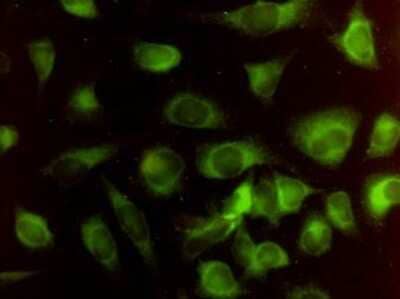 Immunocytochemistry/Immunofluorescence: HO-2/HMOX2 Antibody (1D8-1A8) [H00003163-M01] - Analysis of monoclonal antibody to HMOX2 on HeLa cell. Antibody concentration1 ~ 10 ug/ml.