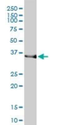 Western Blot: HO-2/HMOX2 Antibody (1D8-1A8) [H00003163-M01] - HMOX2 monoclonal antibody (M01), clone 1D8-1A8 Analysis of HMOX2 expression in HepG2.