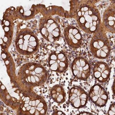 Immunohistochemistry-Paraffin: HO-2/HMOX2 Antibody [NBP1-91981] - Staining of human colon shows strong cytoplasmic positivity in glandular cells.