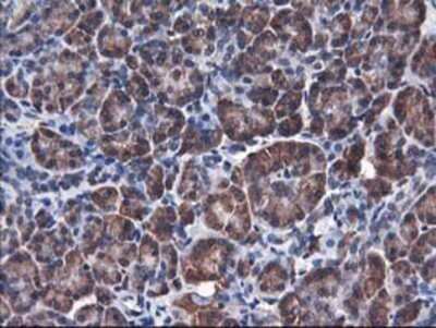 Immunohistochemistry: HO-2/HMOX2 Antibody (OTI1C2) - Azide and BSA Free [NBP2-70895] - Staining of paraffin-embedded Human pancreas tissue using anti-Heme oxygenase 2 mouse monoclonal antibody.