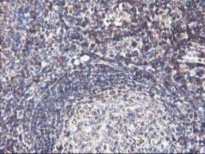 Immunohistochemistry: HO-2/HMOX2 Antibody (OTI1C2) - Azide and BSA Free [NBP2-70895] - Staining of paraffin-embedded Human tonsil using anti-Heme oxygenase 2 mouse monoclonal antibody.