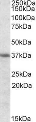 Western Blot: HO-2/HMOX2 Antibody [NBP1-36745] -  Analysis of K562 cell lysate (35ug protein in RIPA buffer) using NBP1-36745 at 0.3 ug/ml. Primary incubation was 1 hour. Detected by chemiluminescence.