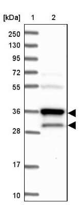 Western Blot: HO-2/HMOX2 Antibody [NBP1-91981] - Lane 1: Marker  [kDa] 250, 130, 95, 72, 55, 36, 28, 17, 10.  Lane 2: Human cell line RT-4