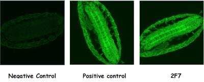 Immunocytochemistry/Immunofluorescence: HOMER1 Antibody (2F7) [NBP2-50605] - Immunofluorescence labeling of Drosophila embryos with Anti-dHomer [2F7] including a positive control from immunized mouse serum.