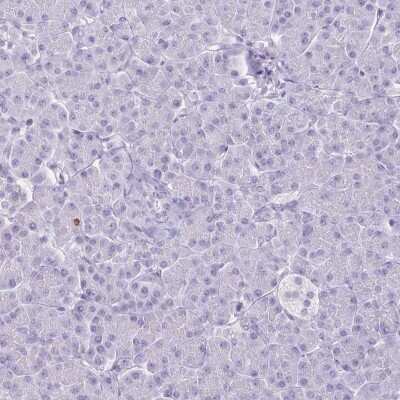 Immunohistochemistry-Paraffin: HOMER1 Antibody [NBP2-38308] - Staining of human pancreas shows low expression as expected.