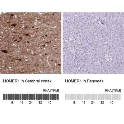 <b>Orthogonal Strategies Validation. </b>Immunohistochemistry-Paraffin: HOMER1 Antibody [NBP2-38308] - Staining in human cerebral cortex and pancreas tissues using anti-HOMER1 antibody. Corresponding HOMER1 RNA-seq data are presented for the same tissues.