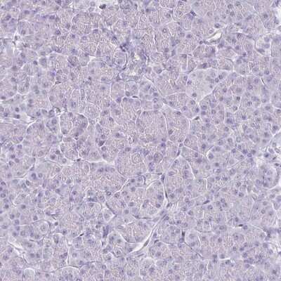 Immunohistochemistry-Paraffin: HOMER1 Antibody [NBP2-38309] - Staining of human pancreas shows low expression as expected.