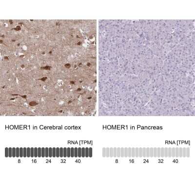 Immunohistochemistry-Paraffin: HOMER1 Antibody [NBP2-38309] - Staining in human cerebral cortex and pancreas tissues using anti-HOMER1 antibody. Corresponding HOMER1 RNA-seq data are presented for the same tissues.