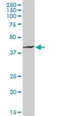 Western Blot: HOMER1 Antibody [H00009456-D01P] - Analysis of HOMER1 expression in human pancreas.