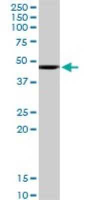 Western Blot: HOMER1 Antibody [H00009456-D01P] - Analysis of HOMER1 expression in mouse kidney.