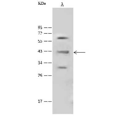 Western Blot: HOMER1 Antibody [NBP2-99478] - Anti-HOMER1 rabbit polyclonal antibody at 1:500 dilution. Lane A: H1299 Whole Cell Lysate Lysates/proteins at 30 ug per lane. Secondary Goat Anti-Rabbit IgG (H+L)/HRP at 1/10000 dilution. Developed using the ECL technique. Performed under reducing conditions. Predicted band size: 40 kDa. Observed band size: 43 kDa