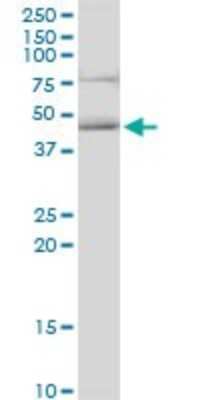Western Blot: HOMER3 Antibody [H00009454-B01P] - Analysis of HOMER3 expression in HepG2.