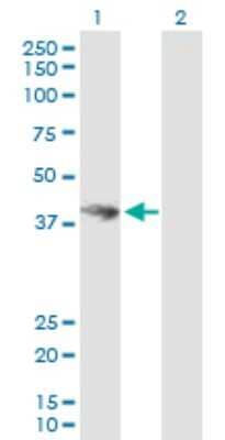 Western Blot: HOMER3 Antibody [H00009454-B01P] - Analysis of HOMER3 expression in transfected 293T cell line by HOMER3 polyclonal antibody.  Lane 1: HOMER3 transfected lysate(39.71 KDa). Lane 2: Non-transfected lysate.