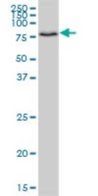 Western Blot: HOOK1 Antibody [H00051361-B01P] - Analysis of HOOK1 expression in 293.