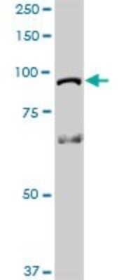 Western Blot: HOOK1 Antibody [H00051361-D01P] - Analysis of HOOK1 expression in human pancreas.