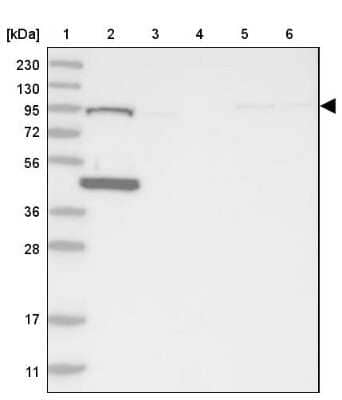 Western Blot: HOOK1 Antibody [NBP1-81745] - Lane 1: Marker  [kDa] 230, 130, 95, 72, 56, 36, 28, 17, 11.  Lane 2: Human cell line RT-4.  Lane 3: Human cell line U-251MG.  Lane 4: Human plasma (IgG/HSA depleted).  Lane 5: Human liver tissue.  Lane 6: Human tonsil tissue